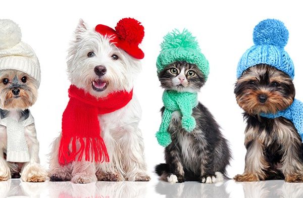 Winter Hazards for Pets