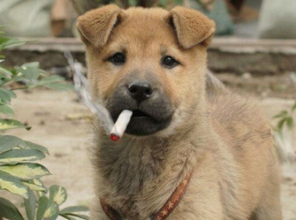 Second-Hand Smoke and Pets