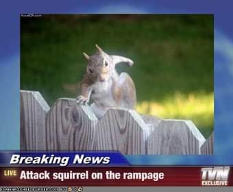 War of the Squirrels