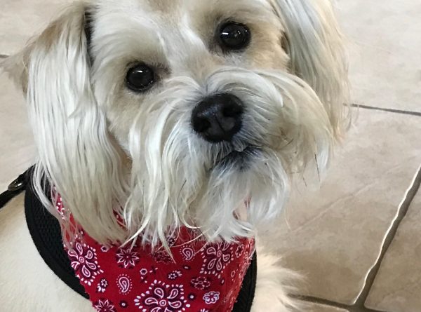 Eulogy for Hero Beilman