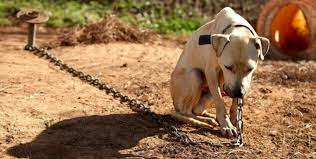 Should a dog live its life on a chain?