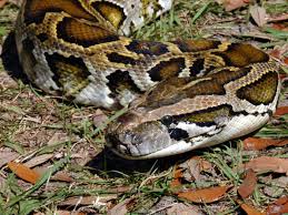 Burmese Pythons