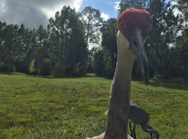 The Trumpeting call heard for miles