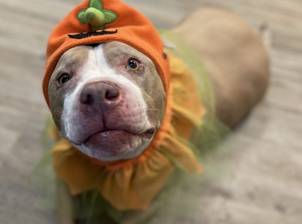 Does this pumpkin suit make me look fat?