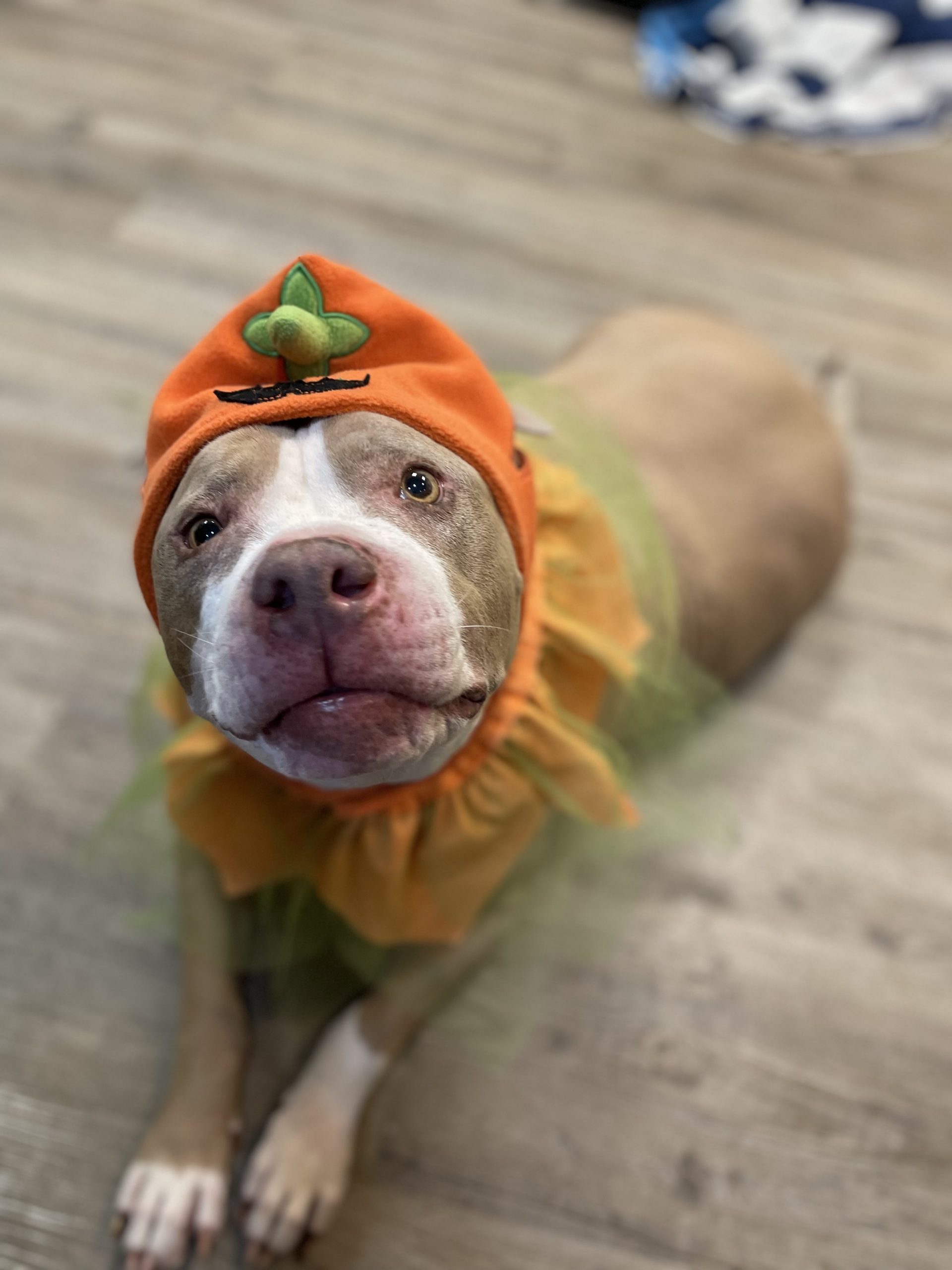 Does this pumpkin suit make me look fat?