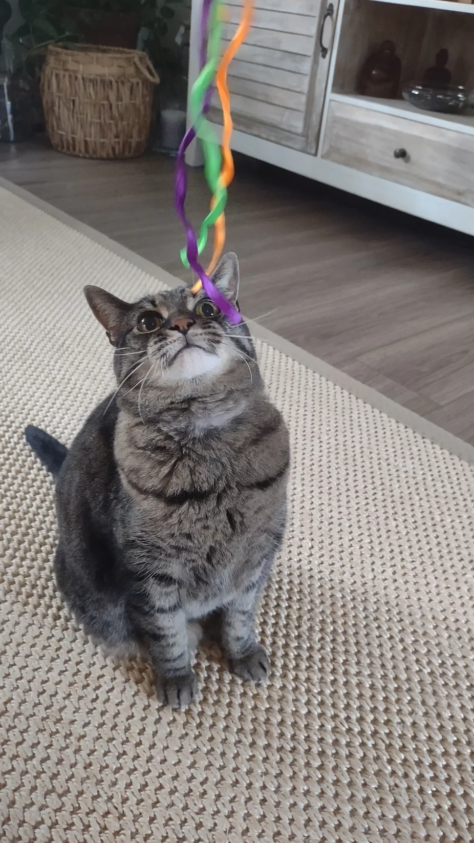 Dawn's Animal Service's