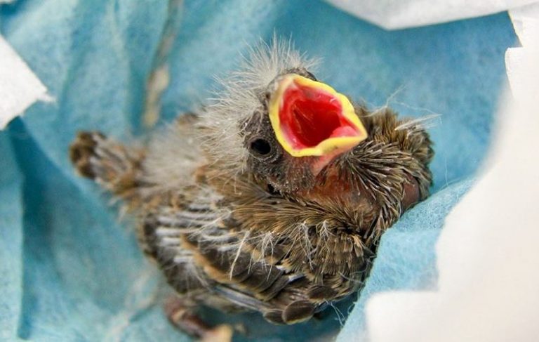 Photo of a baby bird